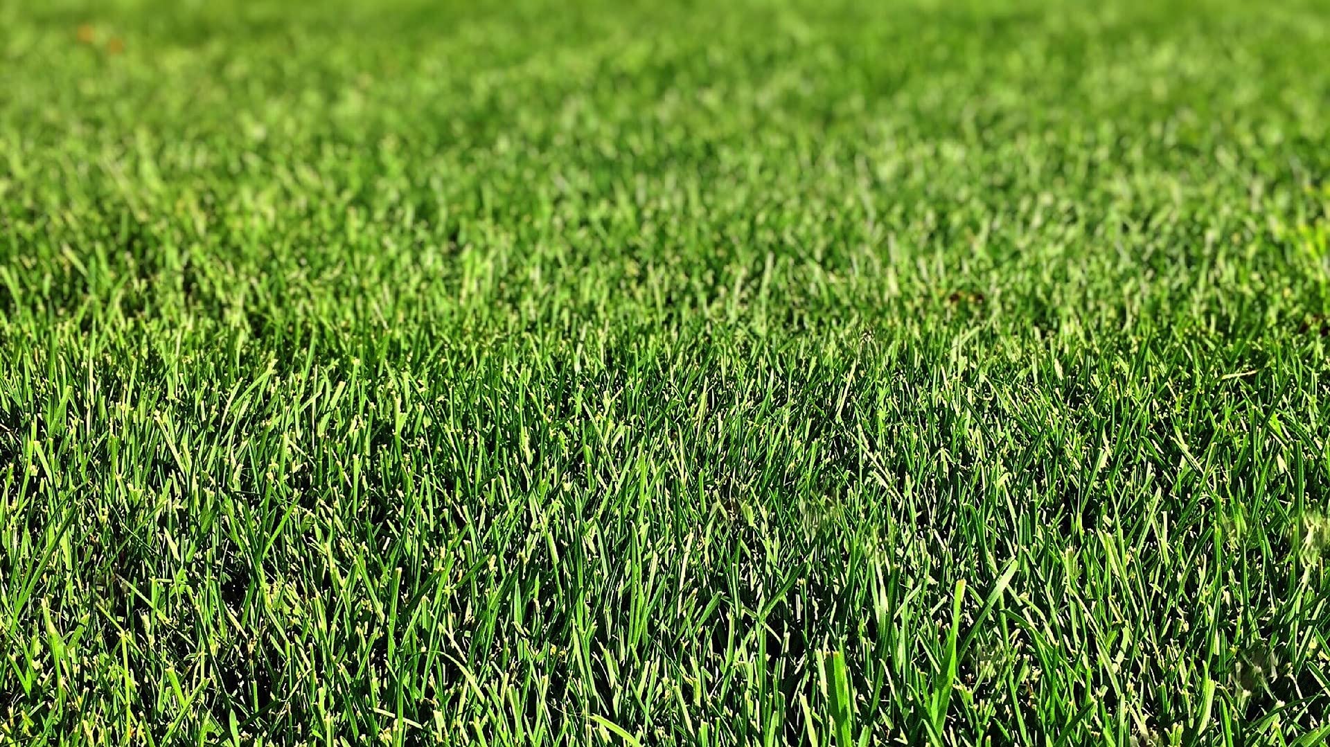 Rasensamen Nachsaat mit Keimbeschleuniger RSM 3.2 PS-44 10kg I schnellkeimender Nachsaatrasen I ideal für Gras Nachsaat im Frühjahr oder nach dem Vertikutieren