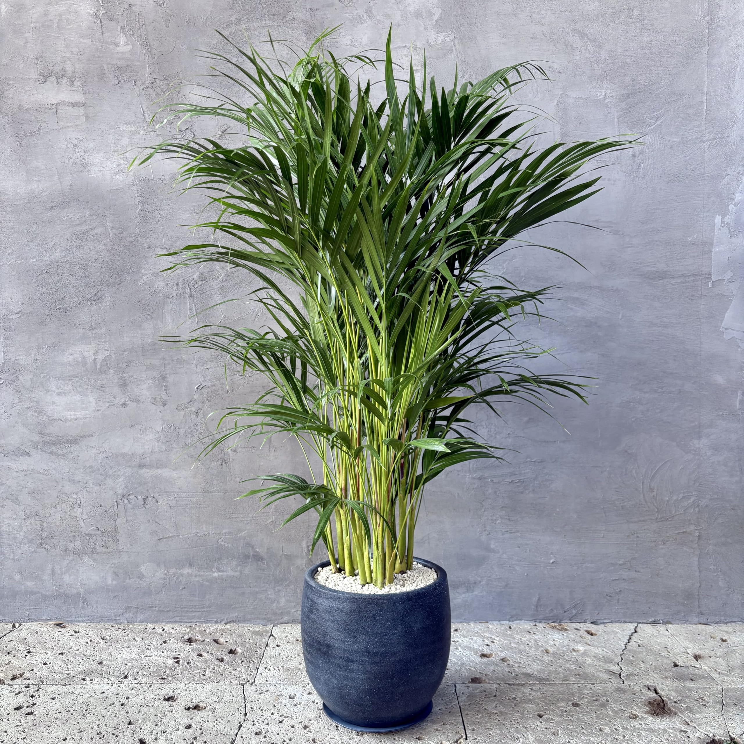 Amazon｜SUZUHA 観葉植物 本物 大型 アレカヤシ 10号 バルーン陶器
