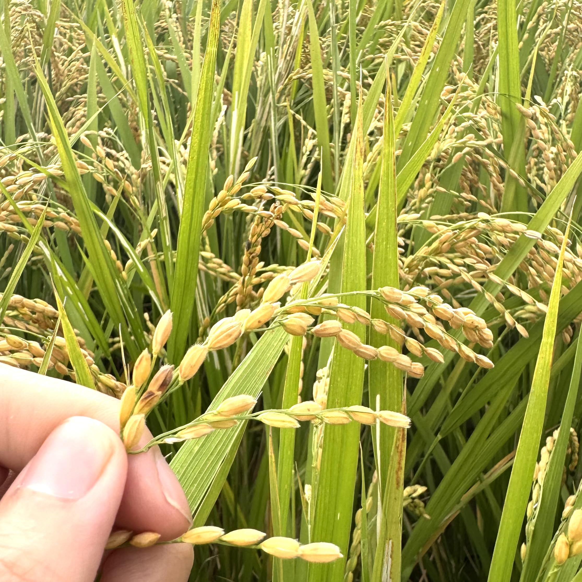 Amazon.co.jp: 【新米】福岡県産 令和7年 玄米 5kg 無農薬玄米