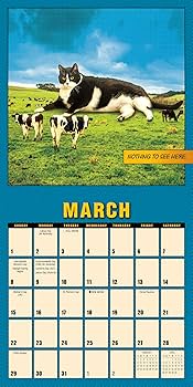  Manカレンダー Amazon.com : Catzilla 2026 Mini Wall Calendar, Funny Cat