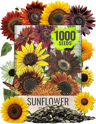 Seed Needs - Paquete de más de 1,000 semillas, mezcla de girasol, Crazy Mixture, 15+ Variedades (Helianthus annuus) Semillas sin OMG
