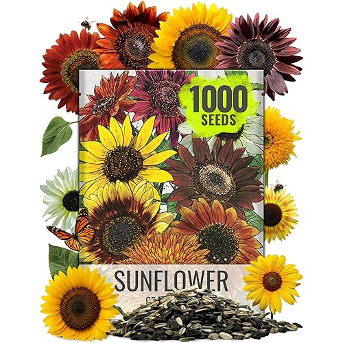 Seed Needs Sunflower Seeds for Planting The Original Crazy Blend | 1 Ounce 15+ Heirloom Varieties Open Pollinated & Untreated | Resealable Bulk Package Multicolored Blooms Flower Seeds