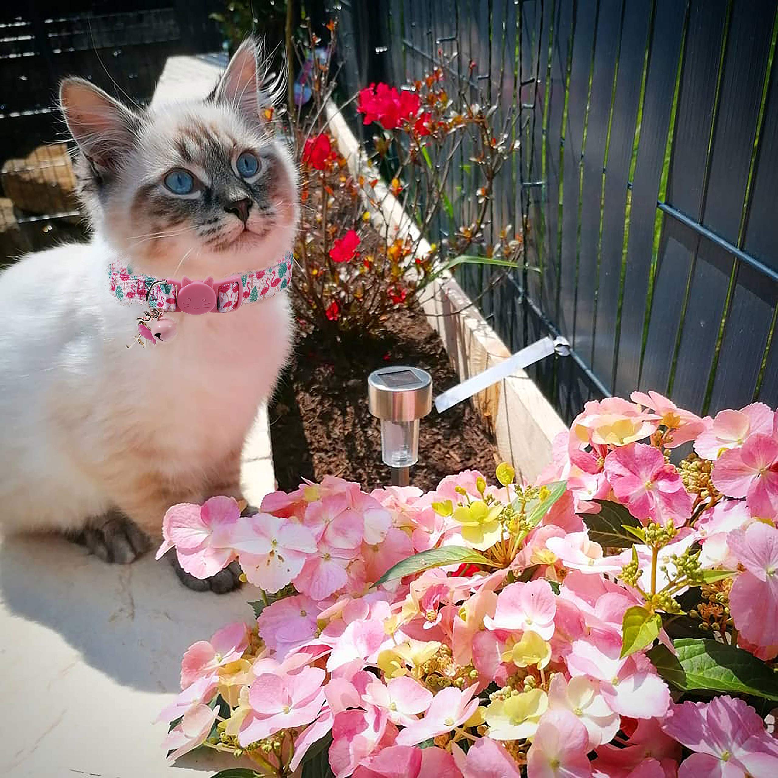 BoomBone Katzenhalsband-Set mit Glöckchen und niedlichen Tier-Anhängern, 3 Stück in Rosa, Gelb und Blau, für Katzen und extra kleine Hunde, verstellbar von 19,8 cm bis 30 cm mit 1 cm Breite