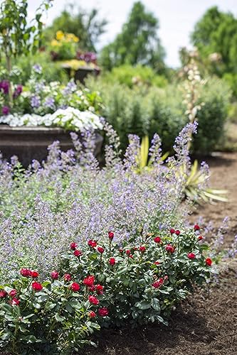 Vista 40 de Green Promise Farms Rosa Knock Out` (Reblooming) Rosa, contenedor de 3 tamaños, flor rosa