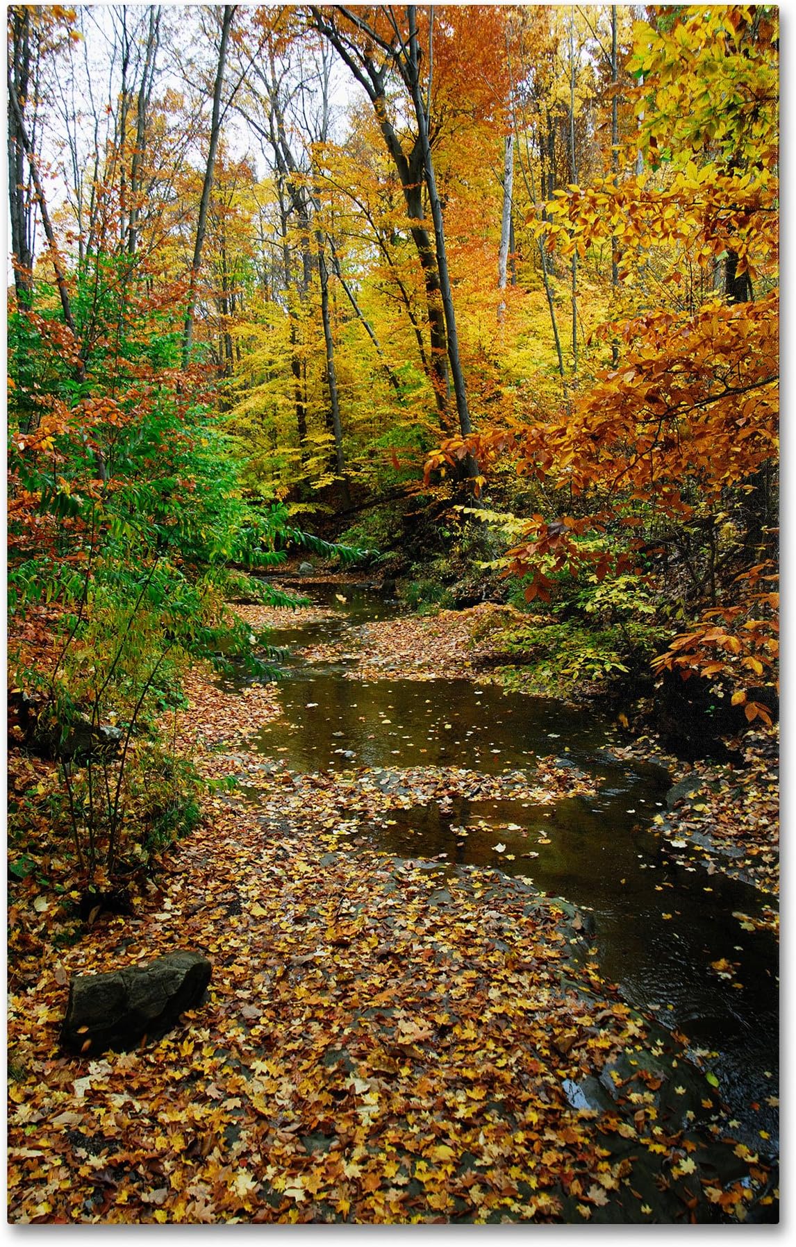 Autumn Stream by Kurt Shaffer, 22 by 32" Canvas Wall Art