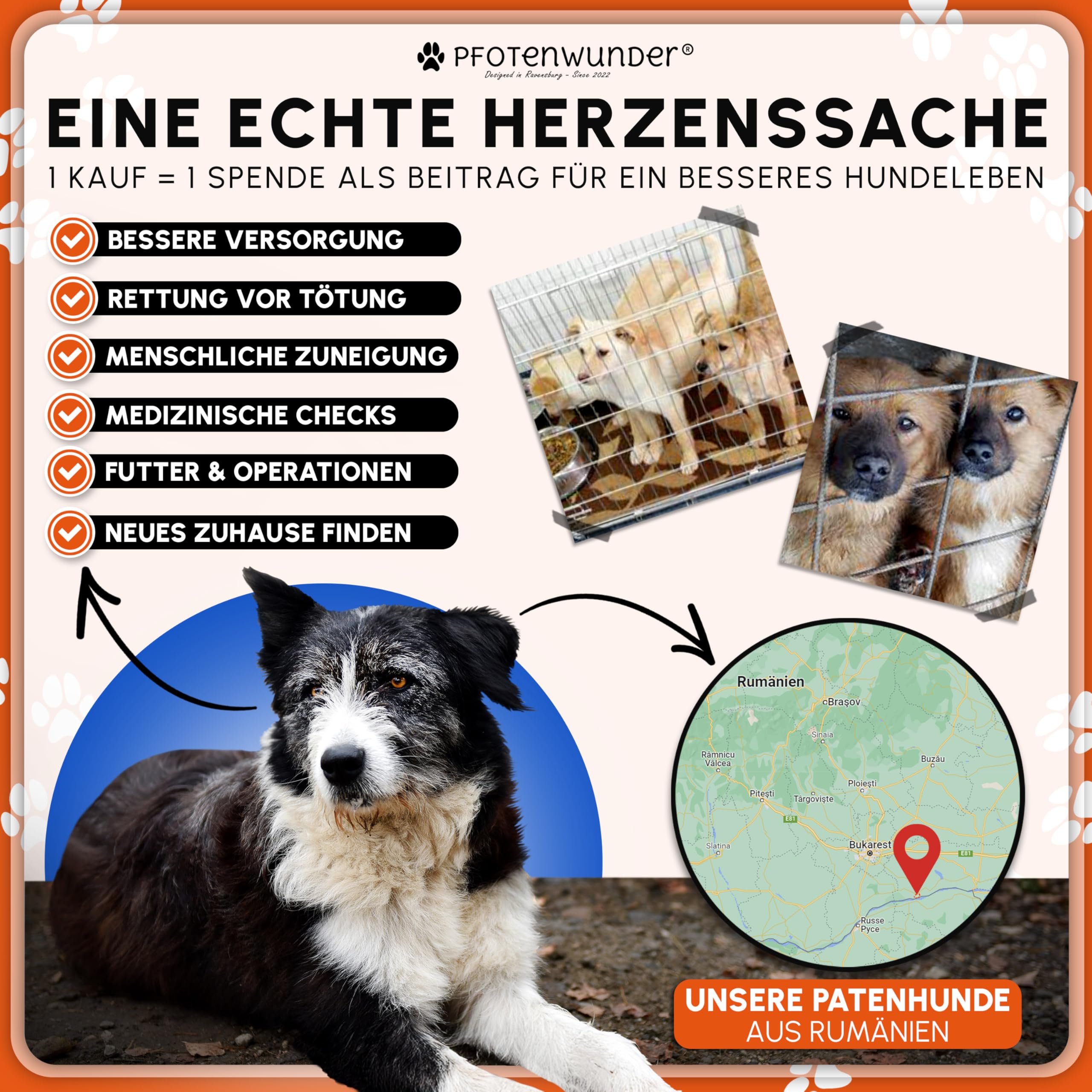 PFOTENWUNDER® Hunde-Fahrradleine + 1 elastische Hundeleine & 1 Trainingsbuch, extra Dicke 6mm-Leine | Abstandhalter Fahrradhalter aus hochwertigem Edelstahl mit Stoßdämpfern