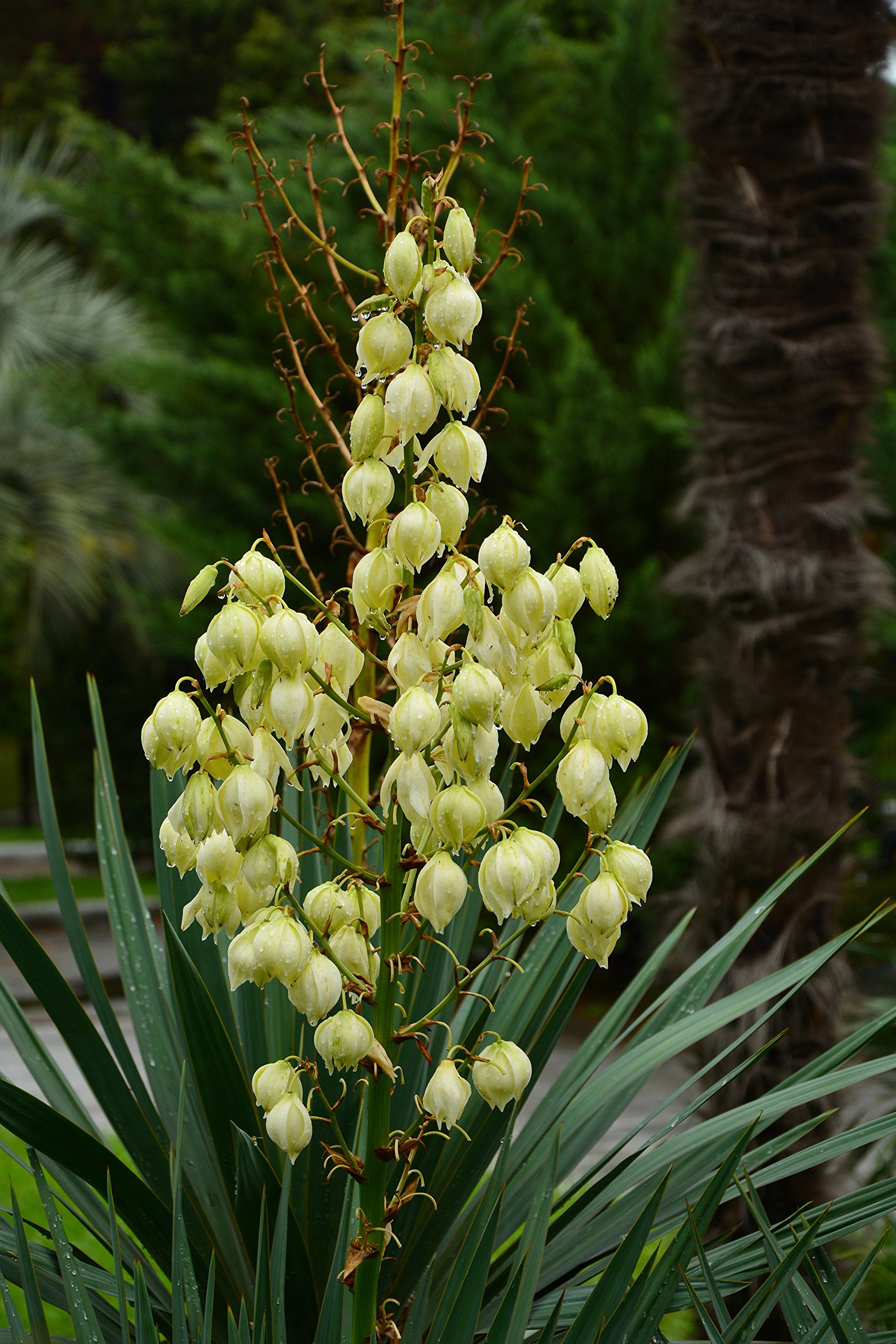 PflanzenFuchs Yucca Gloriosa Variegata - Fdige Palmlilie - Gesamthhe:  60-70cm, Topf:  26 cm - 8,4 ltr. [4853] : Amazon.de: Garten