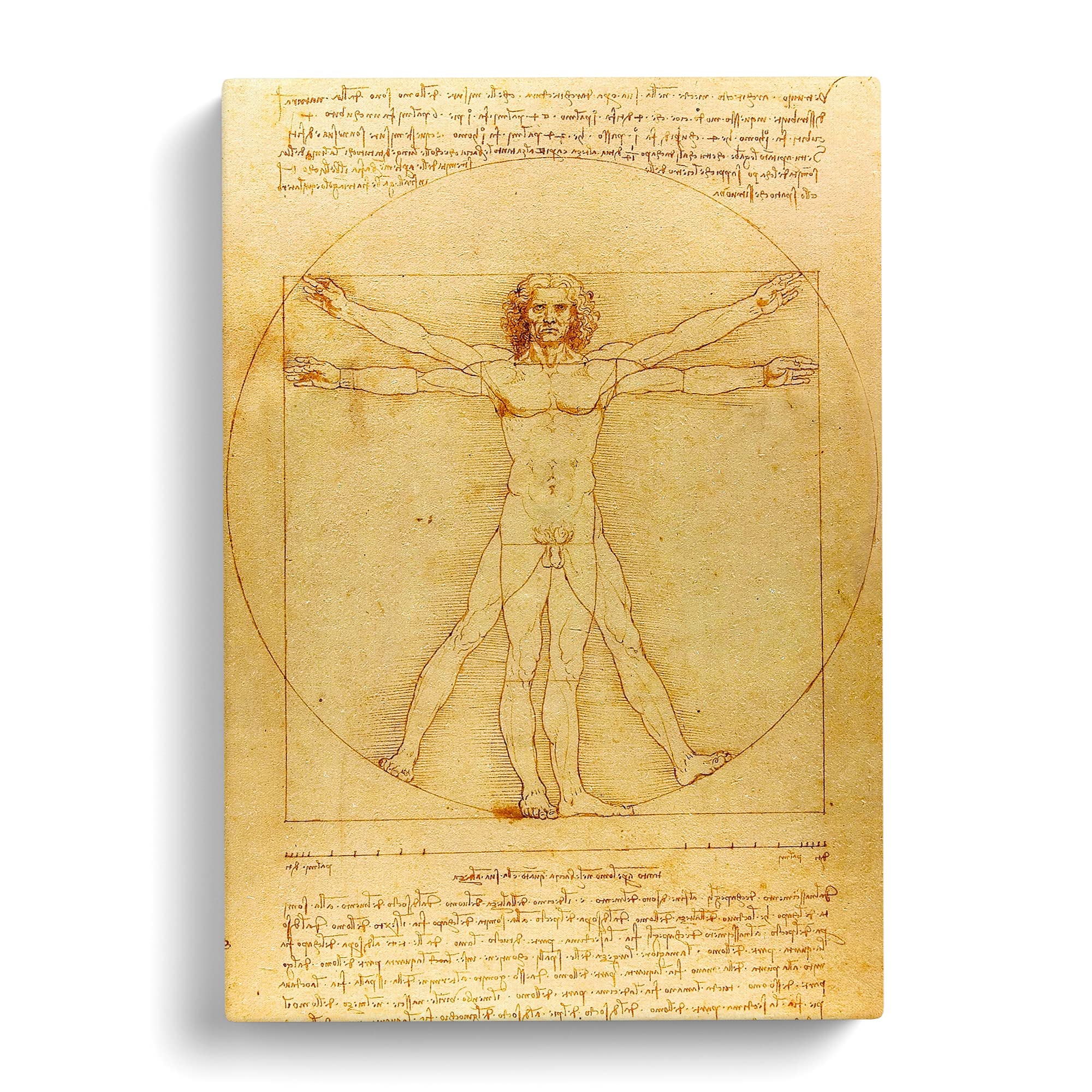 Leonardo Da Vinci The Vitruvian Man Vitruviano Canvas Print, Mixed, 25L x 50W cm - Image 3