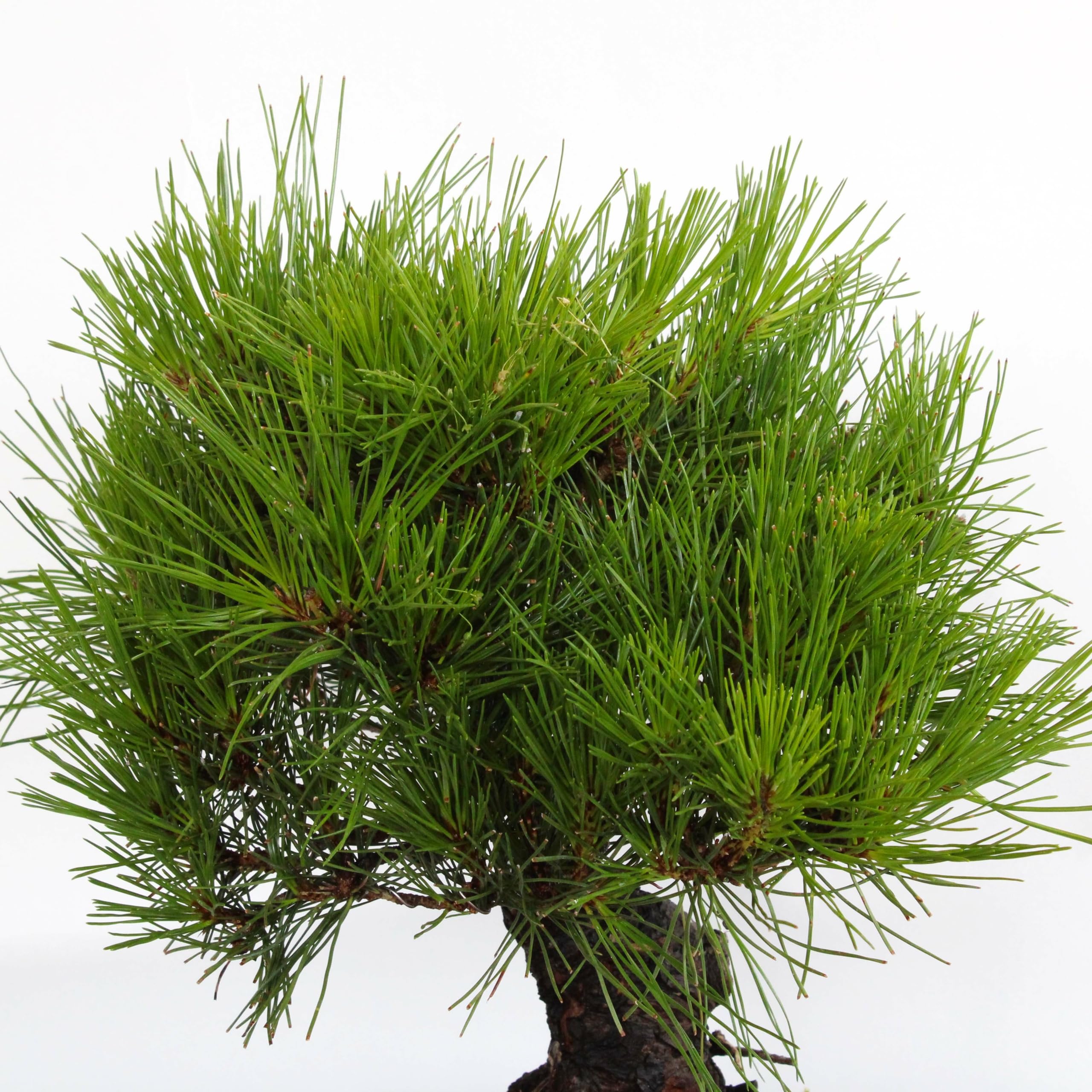 KENTIS - Bonsaï Pinus Densiflora - Bonsaï de Pin Rouge du Japon - Naturelles Plantes d'Extérieur Japonaises - H 30-40 cm Pot en Céramique Ø 25 cm