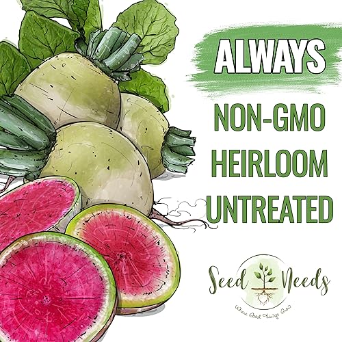 Miniatura 4 de Seed Needs Semillas de rábano para plantar rábanos sandía, reliquia sin OMG y sin tratar, cultiva un huerto cultivado en casa, cultivos para clima