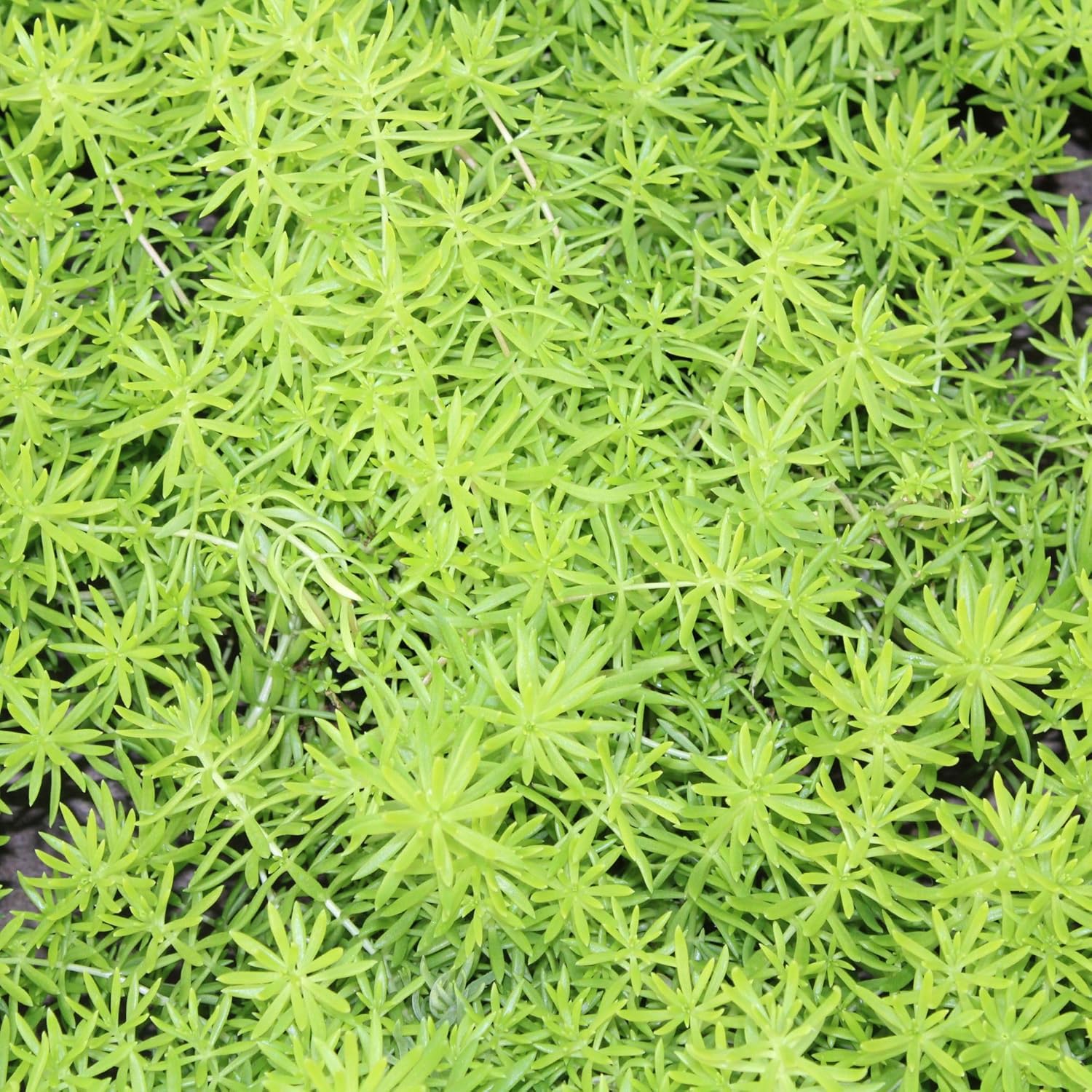 3 Lemon Ball Sedum 4" Pot| Drought-Tolerant Ground Cover | Succulent | Perennial