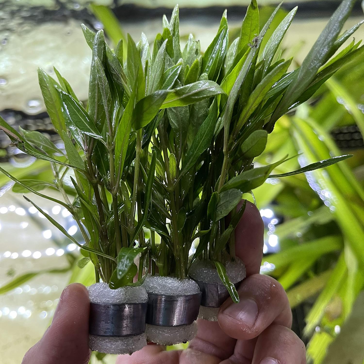 Greenpro 3 Bundles Hygrophila Corymbosa Live Aquarium Plants Package Freshwater Fish Tank