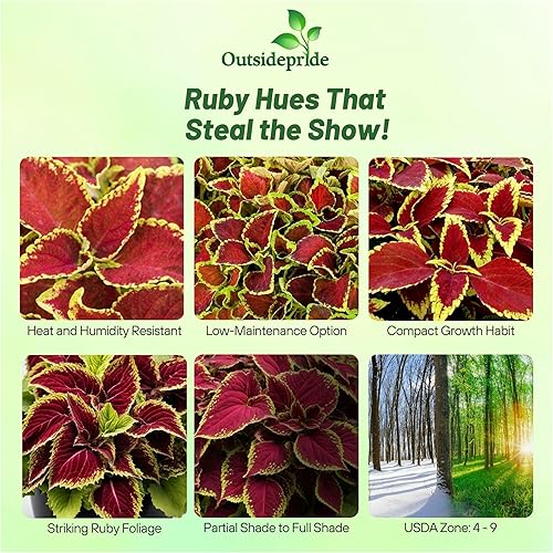 Miniatura 2 de Outsidepride 200 semillas anuales Coleus Fairway Ruby Follage Interior Casa Planta o Jardín Semillas de flores