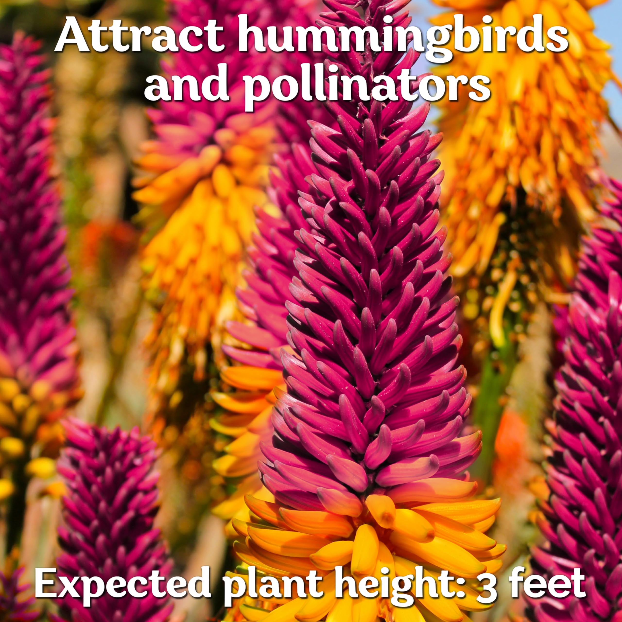 Amazon.com : KVITER 25 Orange Purple Hot Poker Plant Seeds