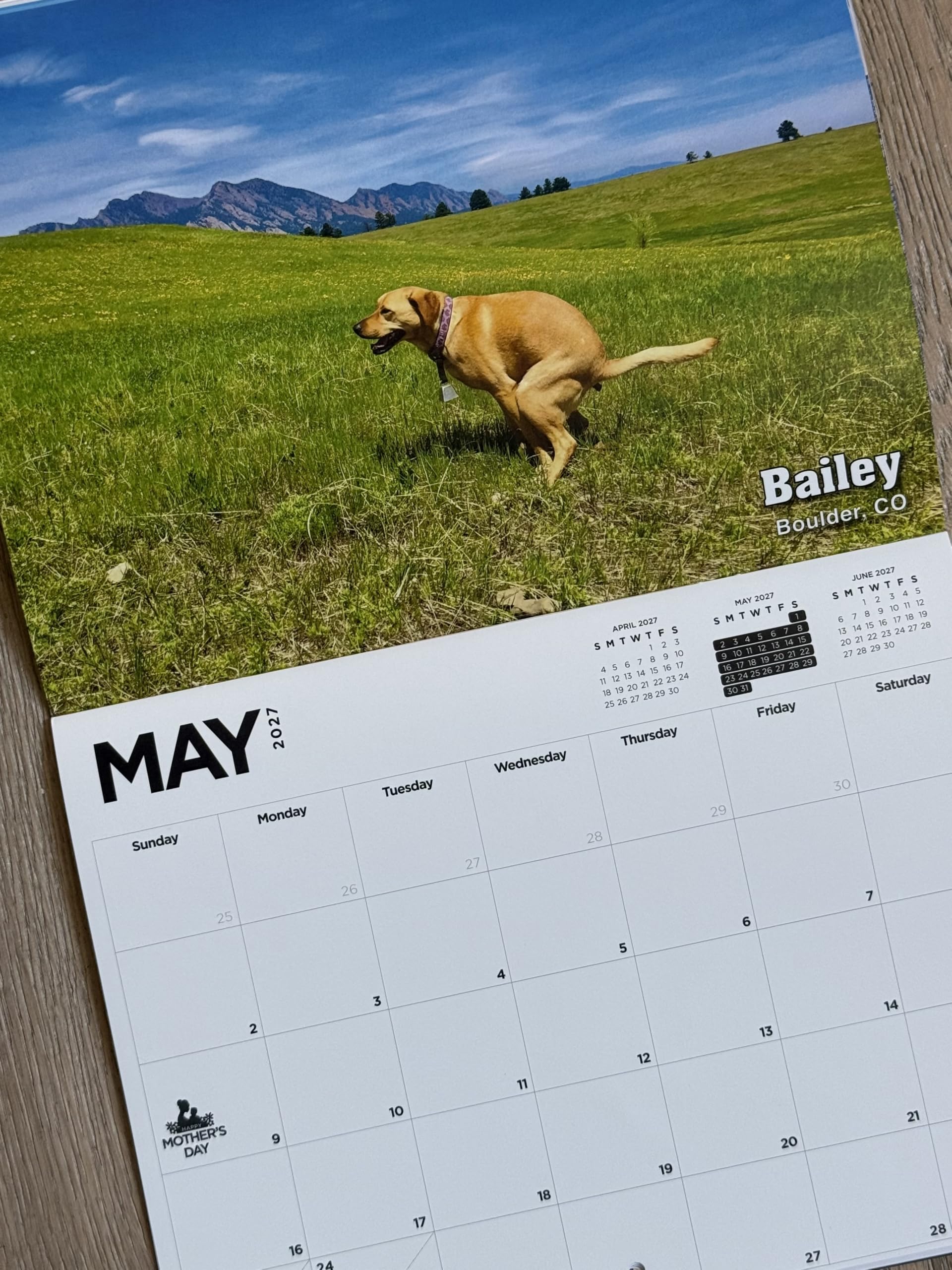 Pooping Pooches Wandkalender, weißes Elefant, Spaßkalender, Geschenkidee