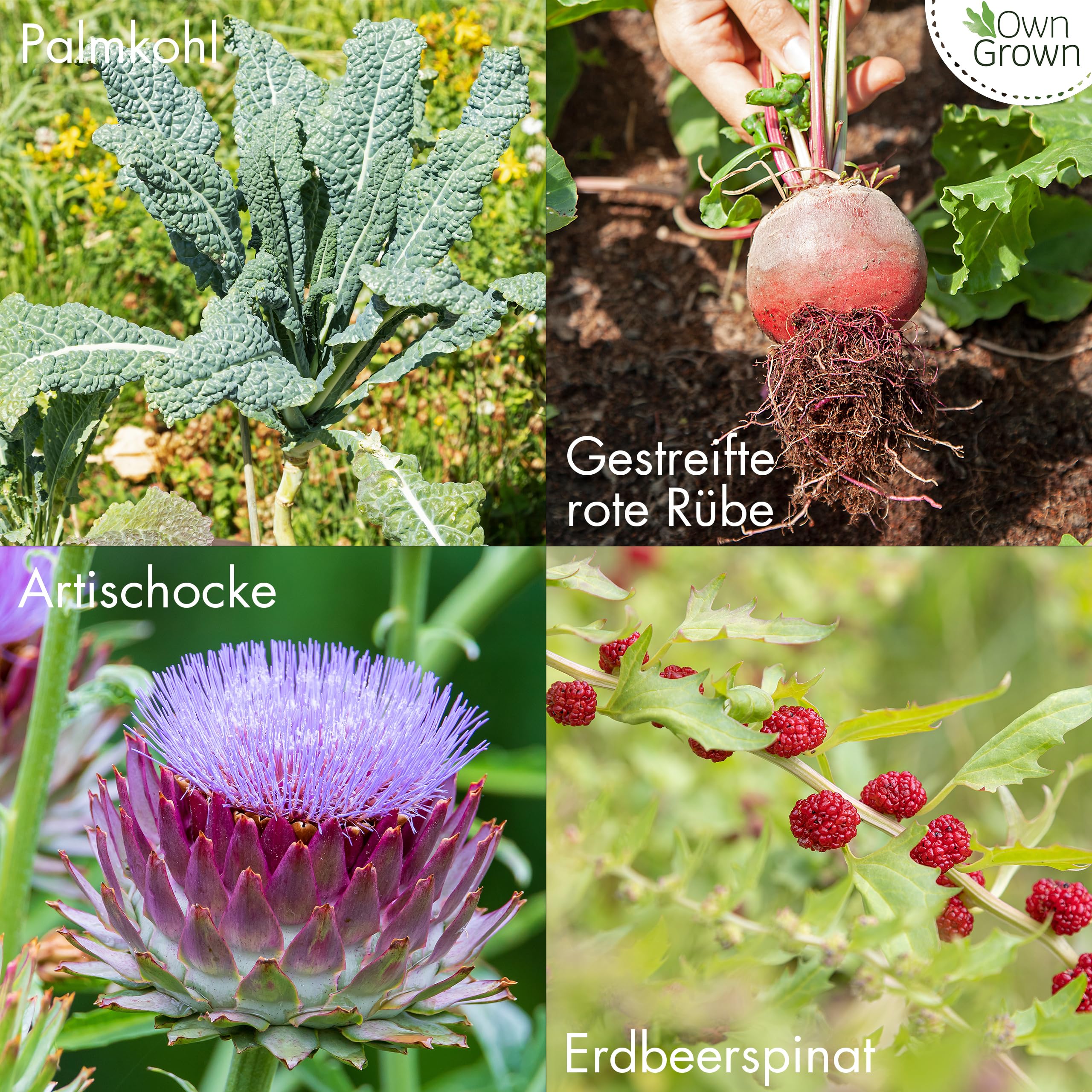 Gemüsesamen Alte Sorten: 8 Sorten Alte Gemüse Samen im Set für Garten und Balkon – Artischocken Samen, Spitzkohl Samen, Palmkohl Samen, Pastinaken, Rote Rübe, Spargel – Saatgut Alte Sorten v OwnGrown