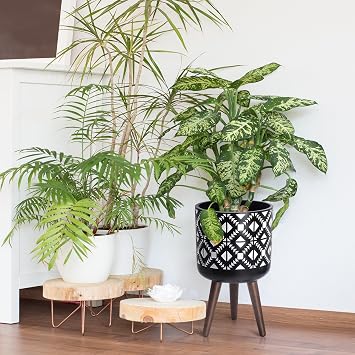 D'vine Dev Planter Pot with Wood Stand, 10 in, White/Black, 88-G-B-4