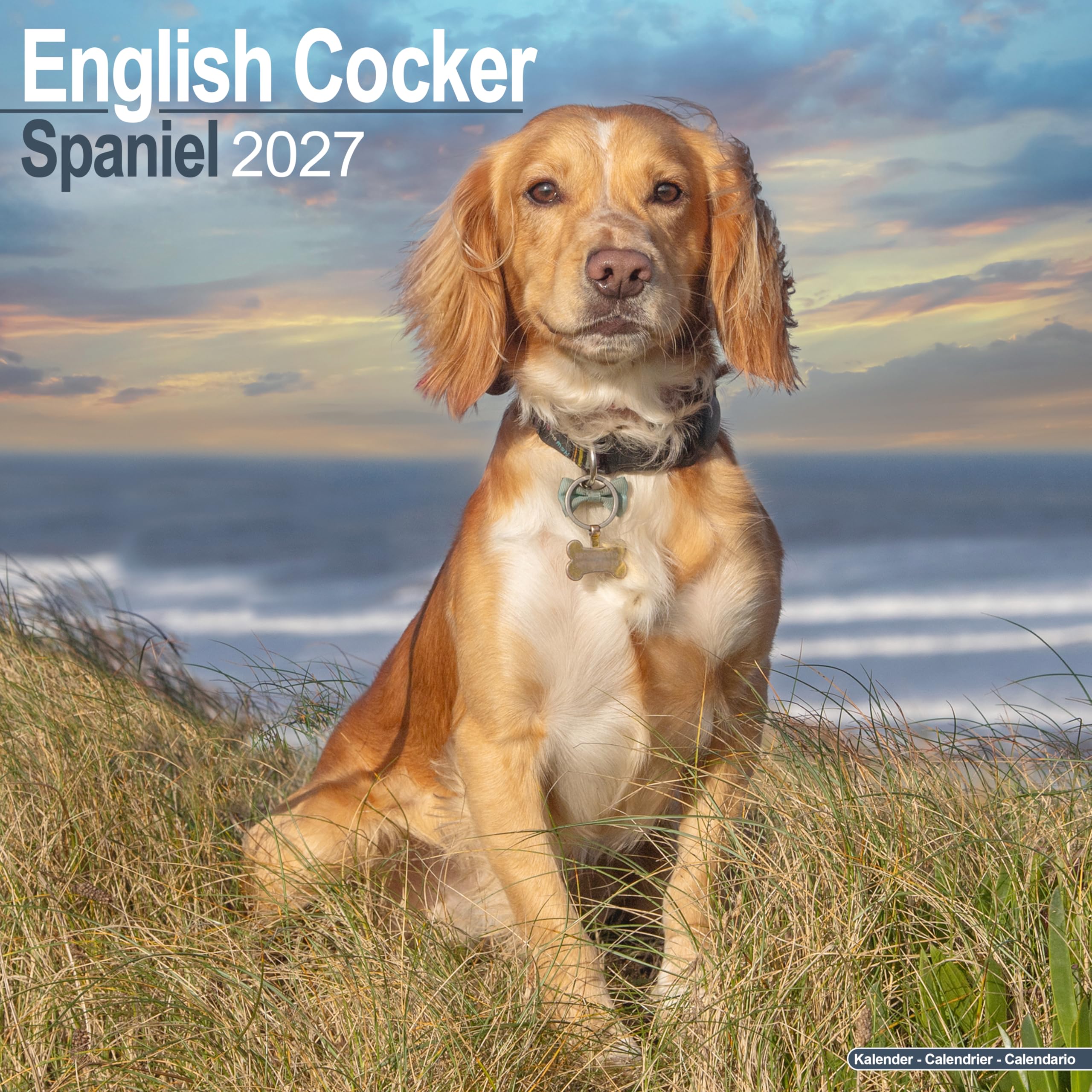 English Cocker Spaniel 2027 Calendar | Square Wall Calendar | Dog Breed Gift | Plastic Free Packaging | by Avonside Publishing