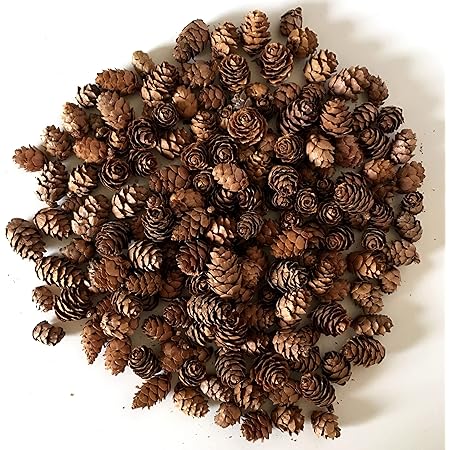 BANBERRY DESIGNS Natural Brown Pinecones - Approximately 375 Pieces (1/2 lb. Bag) Assorted Sized Pine Cones - DIY Crafts