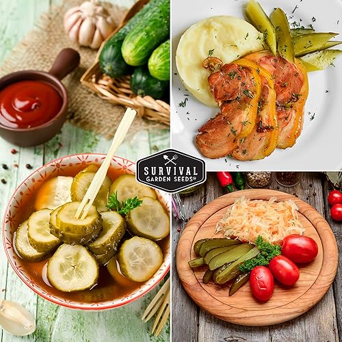 Miniatura 5 de Survival Garden Seeds - Semilla nacional de pepino encurtido para plantar - Paquete con instrucciones para plantar y cultivar cucumis sativus en el