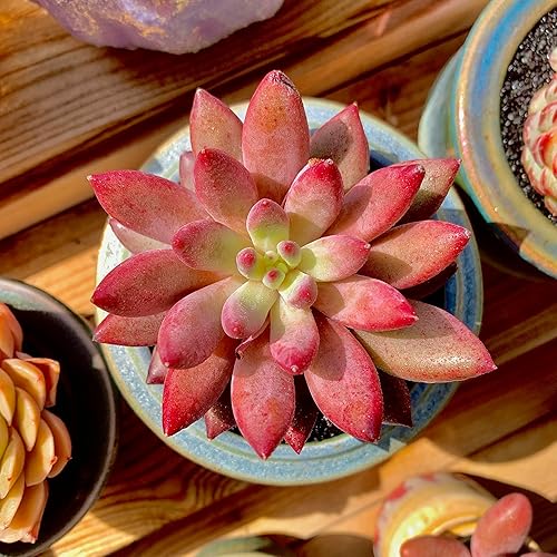 Miniatura 2 de Generic Echeveria - Plantas suculentas vivas raras de cerezas, 1 maceta de tamaño de 2 pulgadas, planta viva rosa, excluye maceta y tierra,