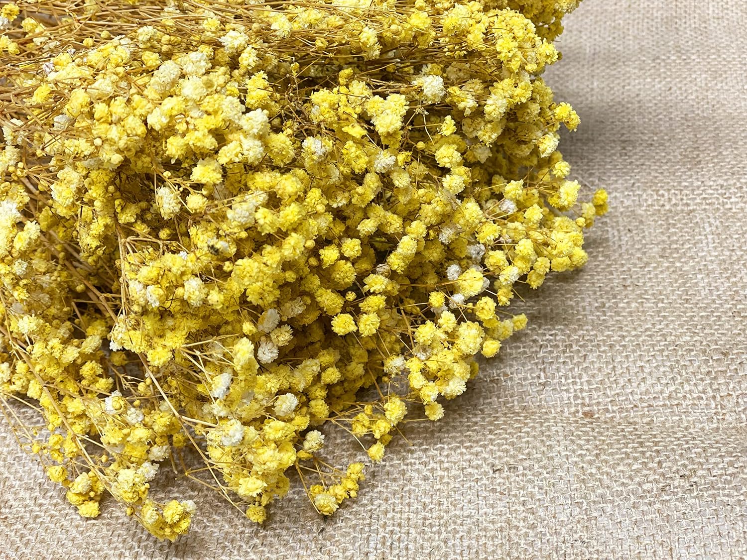 CalCastle Craft Dried Flower Natural Babys Breath 27" H 4.5oz Large Bundle Gypsophila Perserved for Wedding Bouquet Home Decor (Yellow)