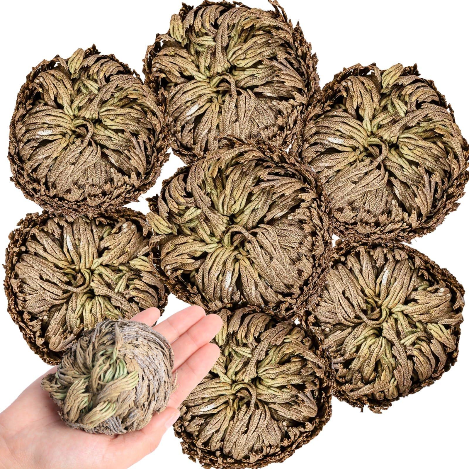EquSym 7 Pack Rose of Jericho Dried Plants - Rosa de Jerico Original, Dried Fern Like Scale Leaf Prayer Plants for Spiritual Purification, Home Decor