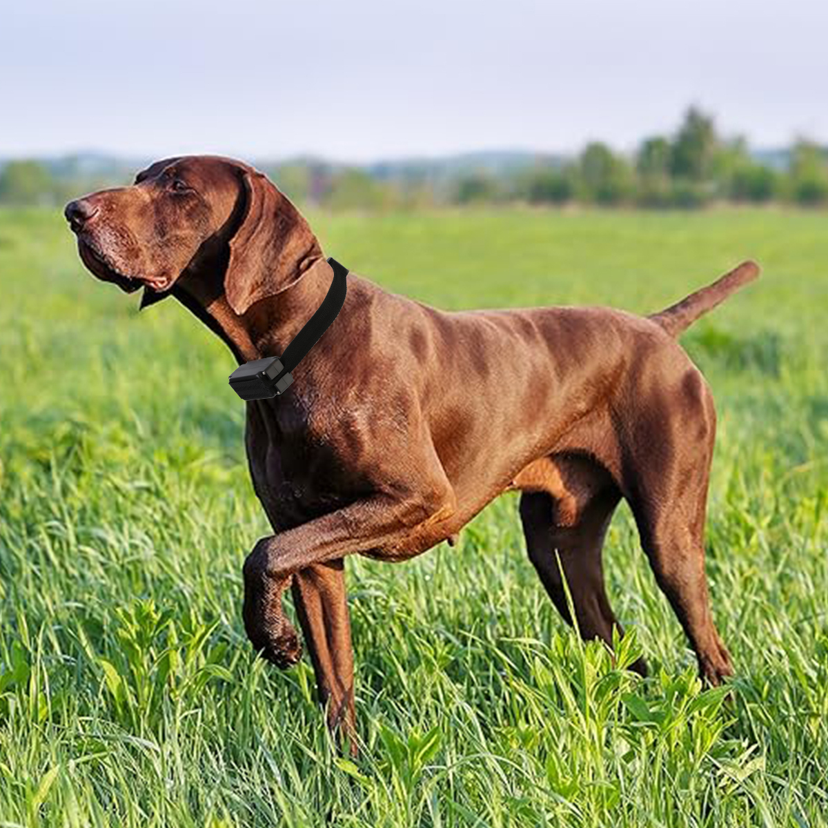 Cloture Electrique Pour Chien Collier Anti Fugue