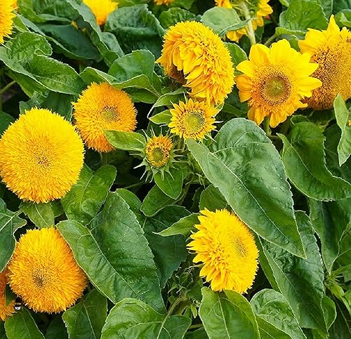 Sunflower Seeds for Planting | Heirloom & Non-GMO | 50