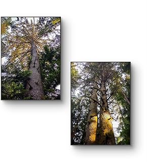 The Virtue of God Forest Trees in Sunset Canvas Vertical Print Set of 2 | Authentic Nature Photography Wall Art | Biophilic Home Office Decor | Ready to Frame Gallery Art (8 x 12)
