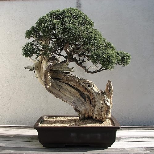Miniatura 5 de Árbol Bonsai | Enebro de las Montañas Rocosas | Kit de cultivo de semillas | The Jonsteen Company