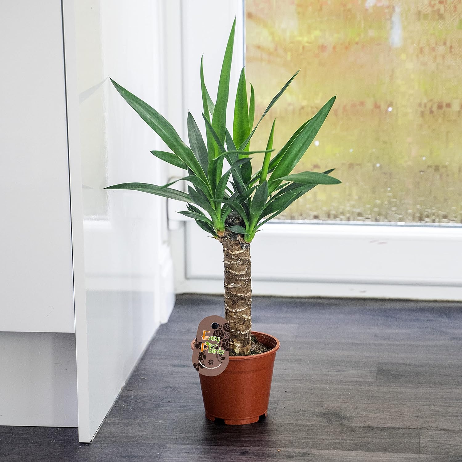 Plant of the Week Large Traditional Evergreen House Plants Amazon.co.uk Garden & Outdoors