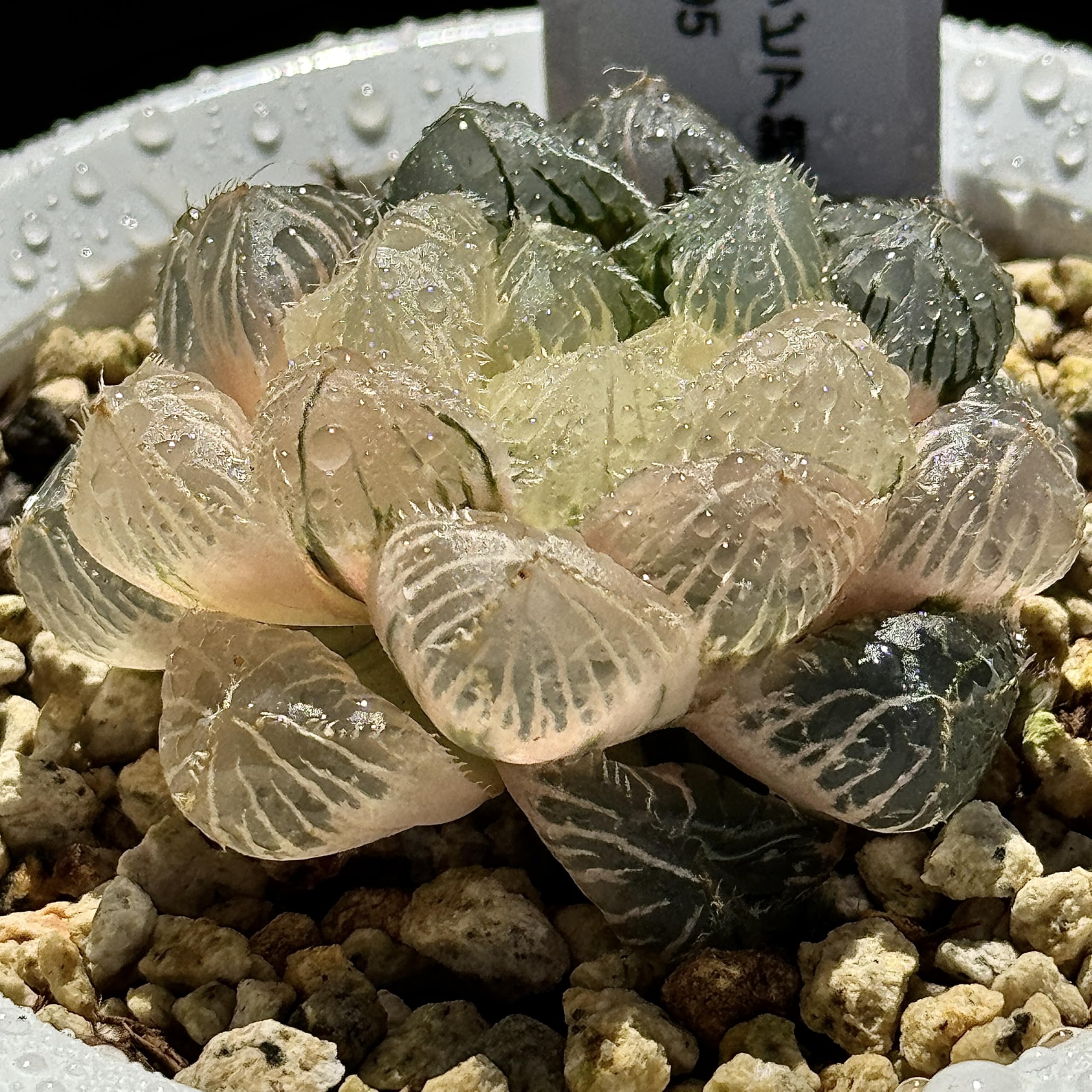 多肉・フラメンコ錦・極上派手色斑・ちびっこ2個付き 多肉・フラメンコ錦・極上派手色斑・ちびっこ2個付き