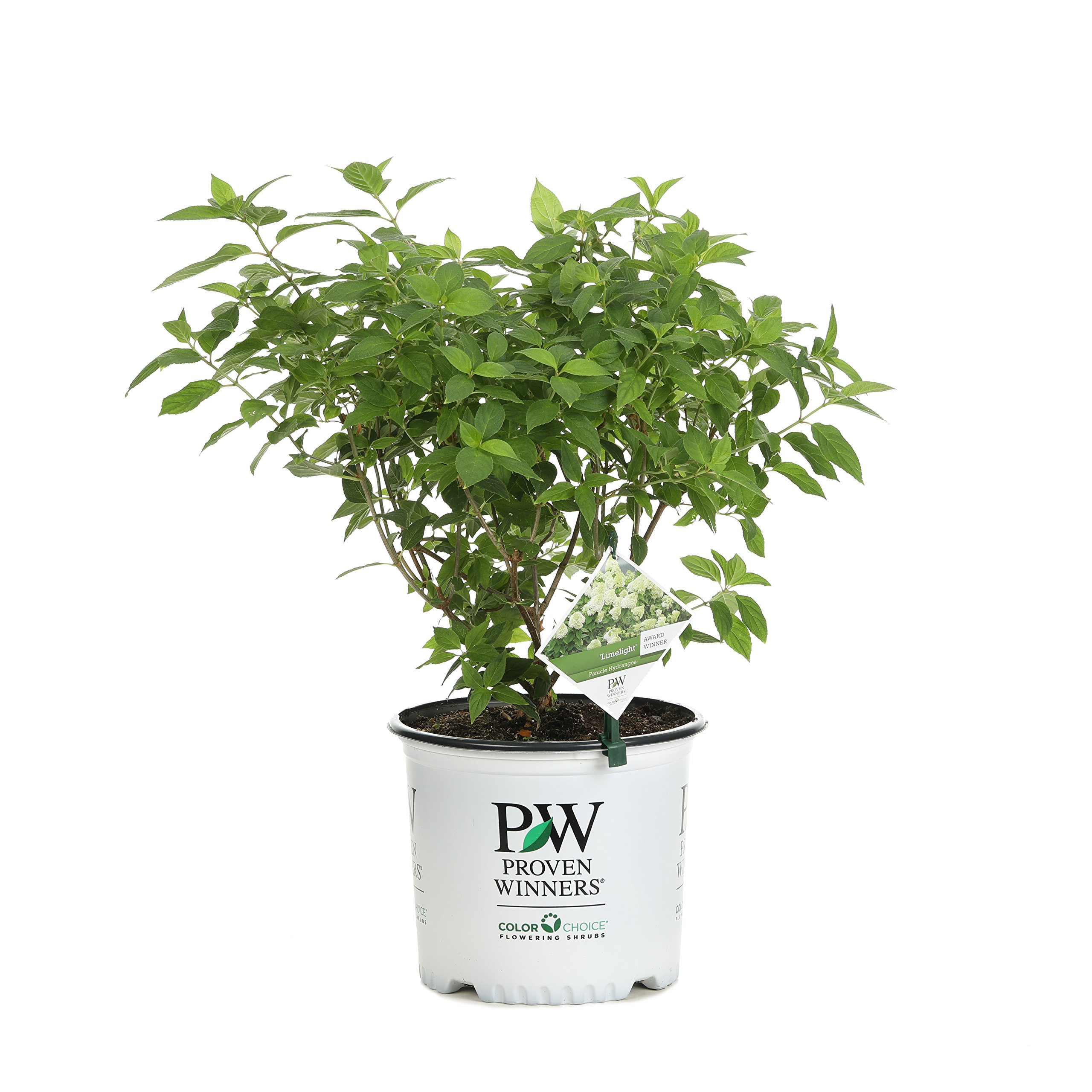 3 Gal. Limelight Hardy Hydrangea (Paniculata) Live Shrub, Green to Pink Flowers