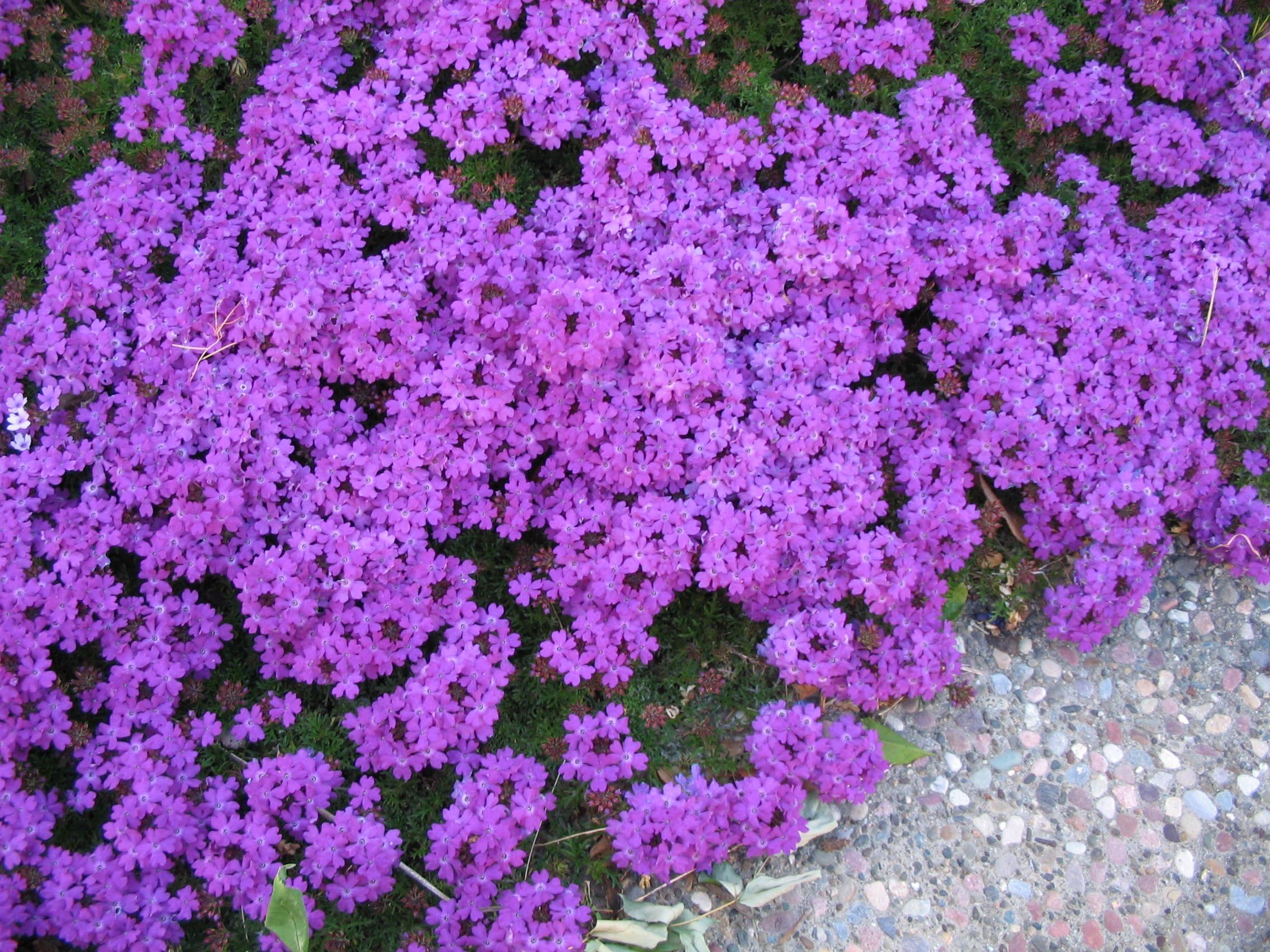 Heirloom 75+ Perennial Groundcover + Flower Seeds - Moss Verbena - "Violet"