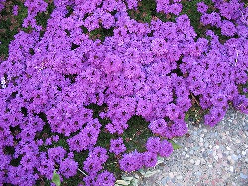 Heirloom 75 + Perennial Groundcover + semillas de flor, color verde musgo Verbena – Violeta "