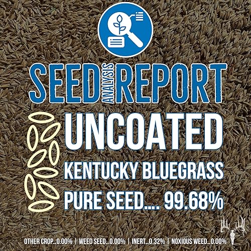 Miniatura 2 de Crooked Bend Blue Eagle Kentucky Bluegrass Seed, bolsa a granel de 25 libras, sin revestimiento y sin relleno, crece hermosos y mejores patios,