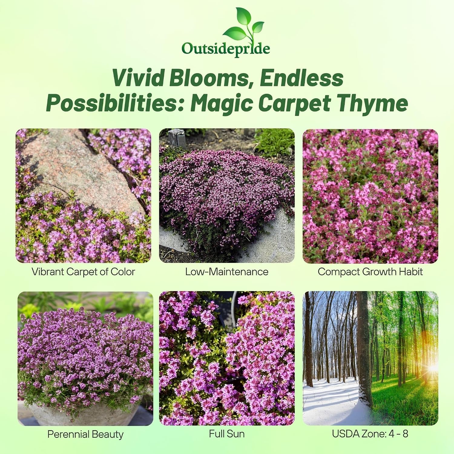 Outsidepride Magic Carpet Creeping Thyme Seeds - 1000 Pcs. Perennial, Fragrant, & Drought Tolerant Ground Cover Seeds for Planting Pink Flowers in Pathways, Slopes & Pollinator-Friendly Landscaping