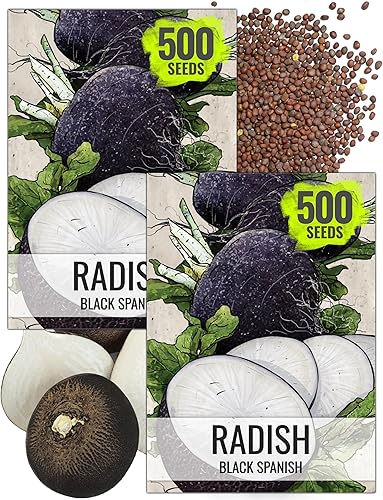 Miniatura 33 de Seed Needs Semillas de rábano para plantar rábanos sandía, reliquia sin OMG y sin tratar, cultiva un huerto cultivado en casa, cultivos para clima