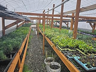 4-Pack Conifer Tree Variety Pack, Fir, Spruce, Pine and Sequoia Saplings