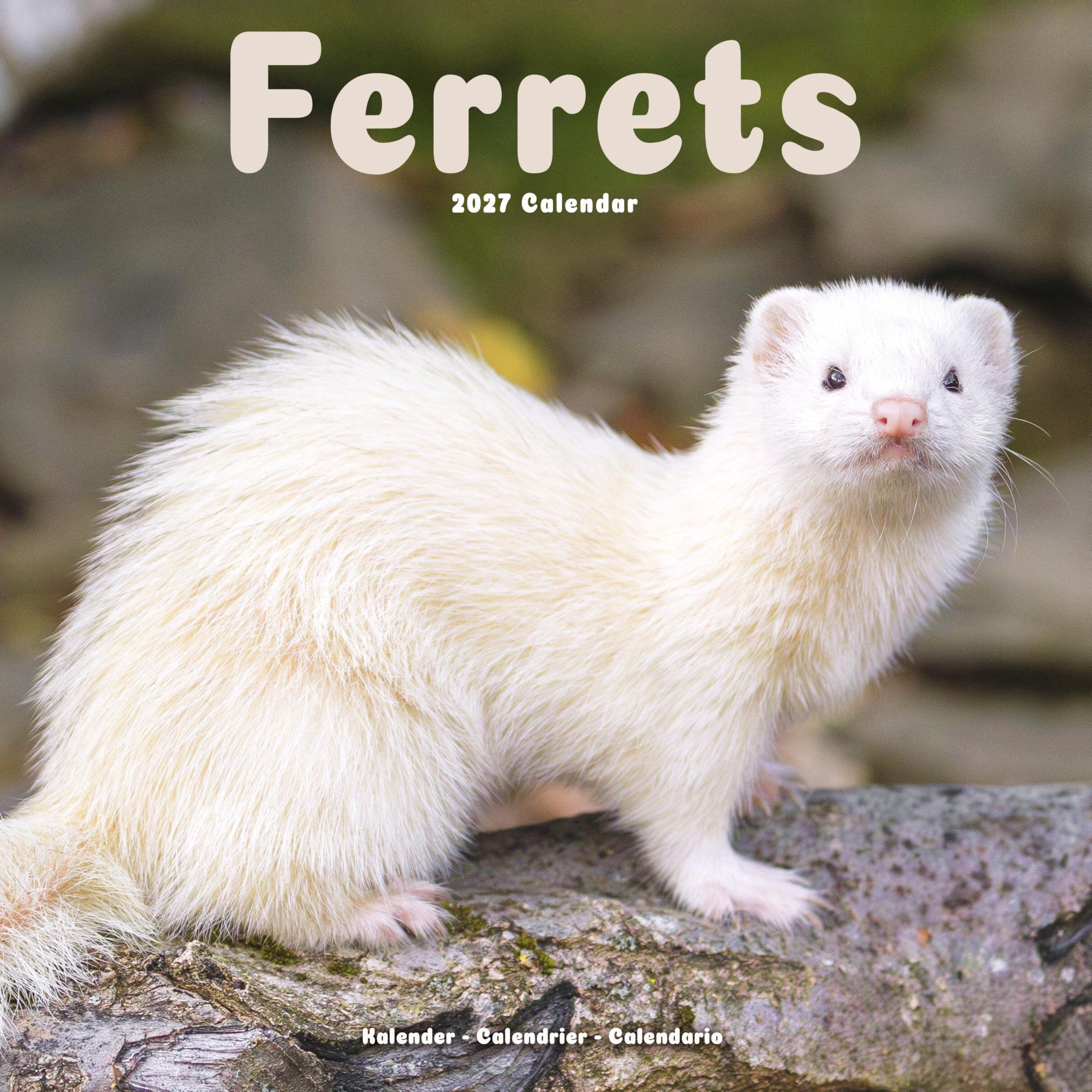 Ferrets Calendar 2027, Wall Calendars, Month To View, Animals, Gift