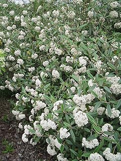 Four Pack of Pragense Viburnum - Evergreen Privacy Hedge - 4 Live Plants...