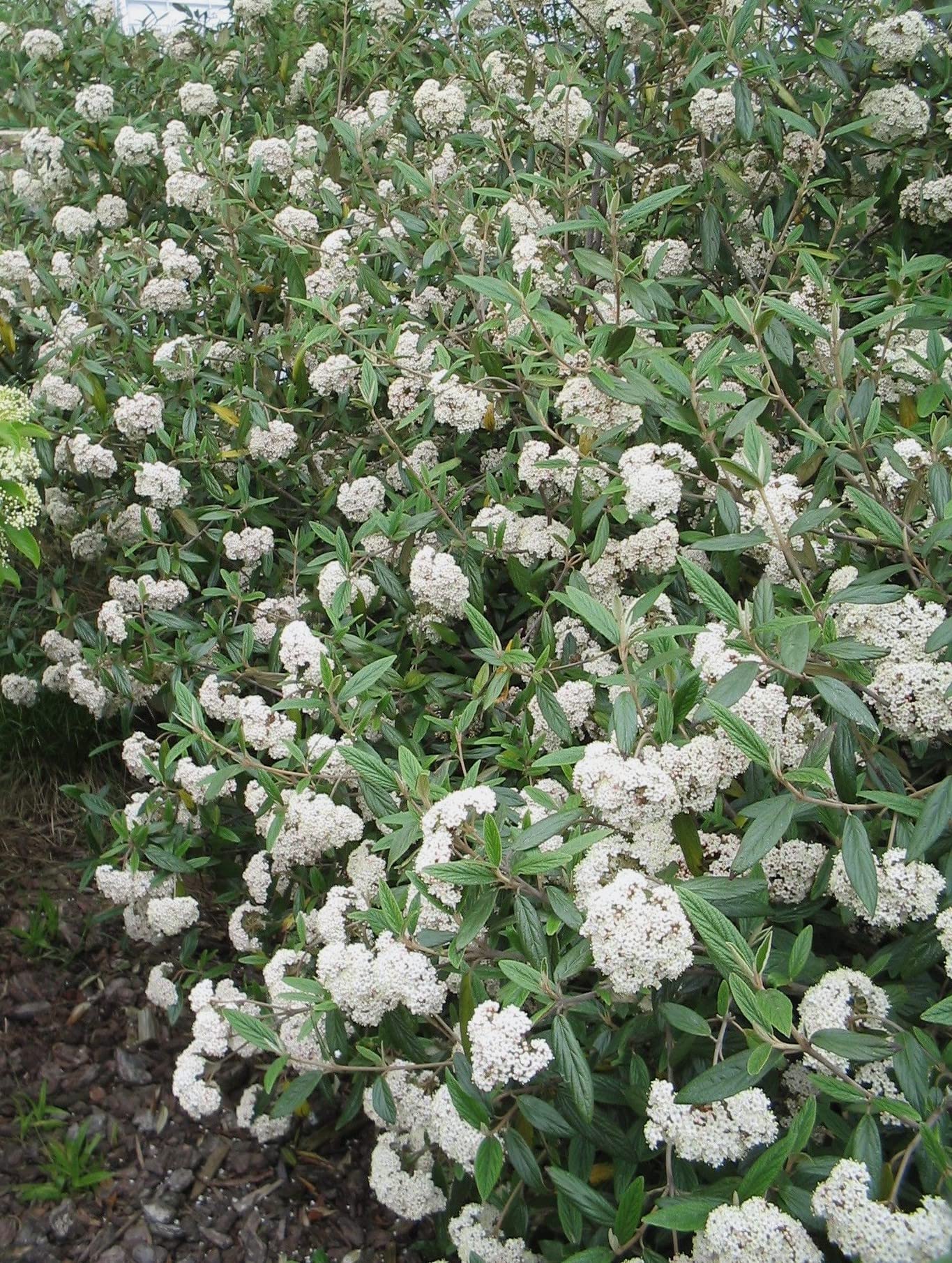 Pragense Viburnum