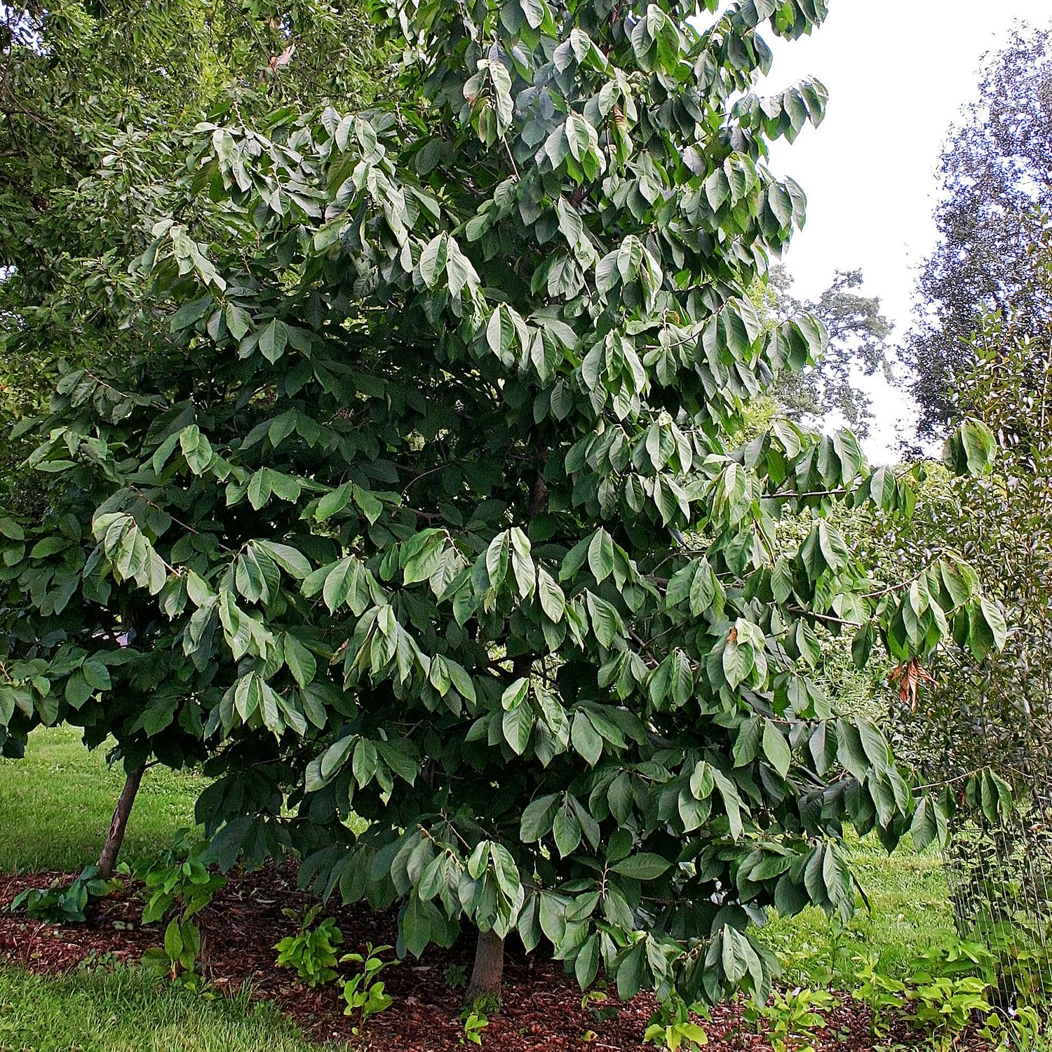 Simpson Nursery Paw Paw Tree