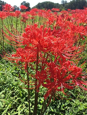 Amazon.com : Bareroot Red Surprise Lily/Resurrection Lily/Naked Lady