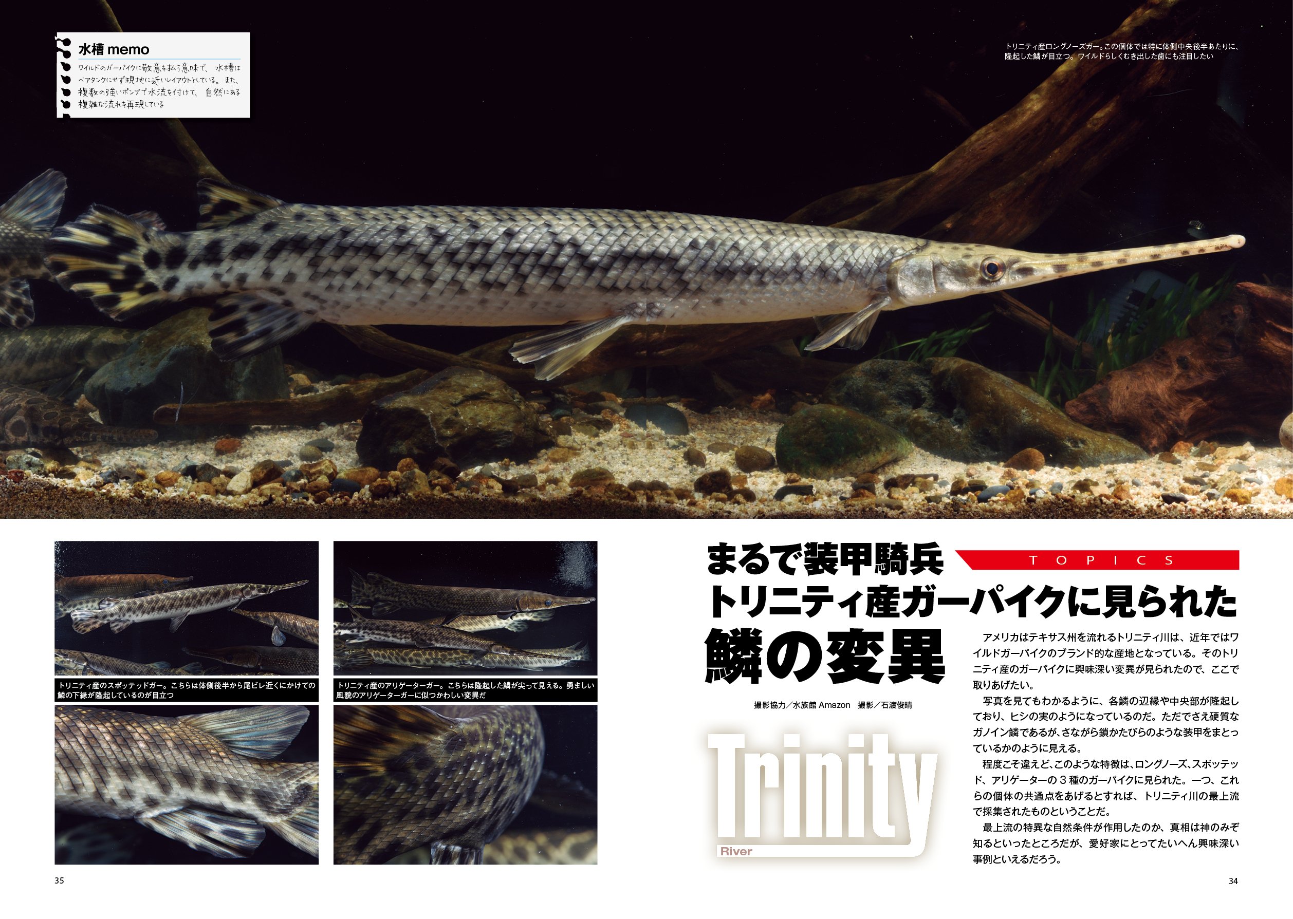 怪魚飼育マガジン Gigas ギガス 本 通販 Amazon 怪魚飼育マガジン Gigas ギガス 本 通販 Amazon