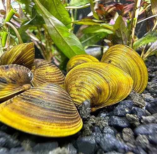 Miniatura 3 de Almeja dorada de agua dulce (paquete de 3) - Almeja de estanque de acuario vivo