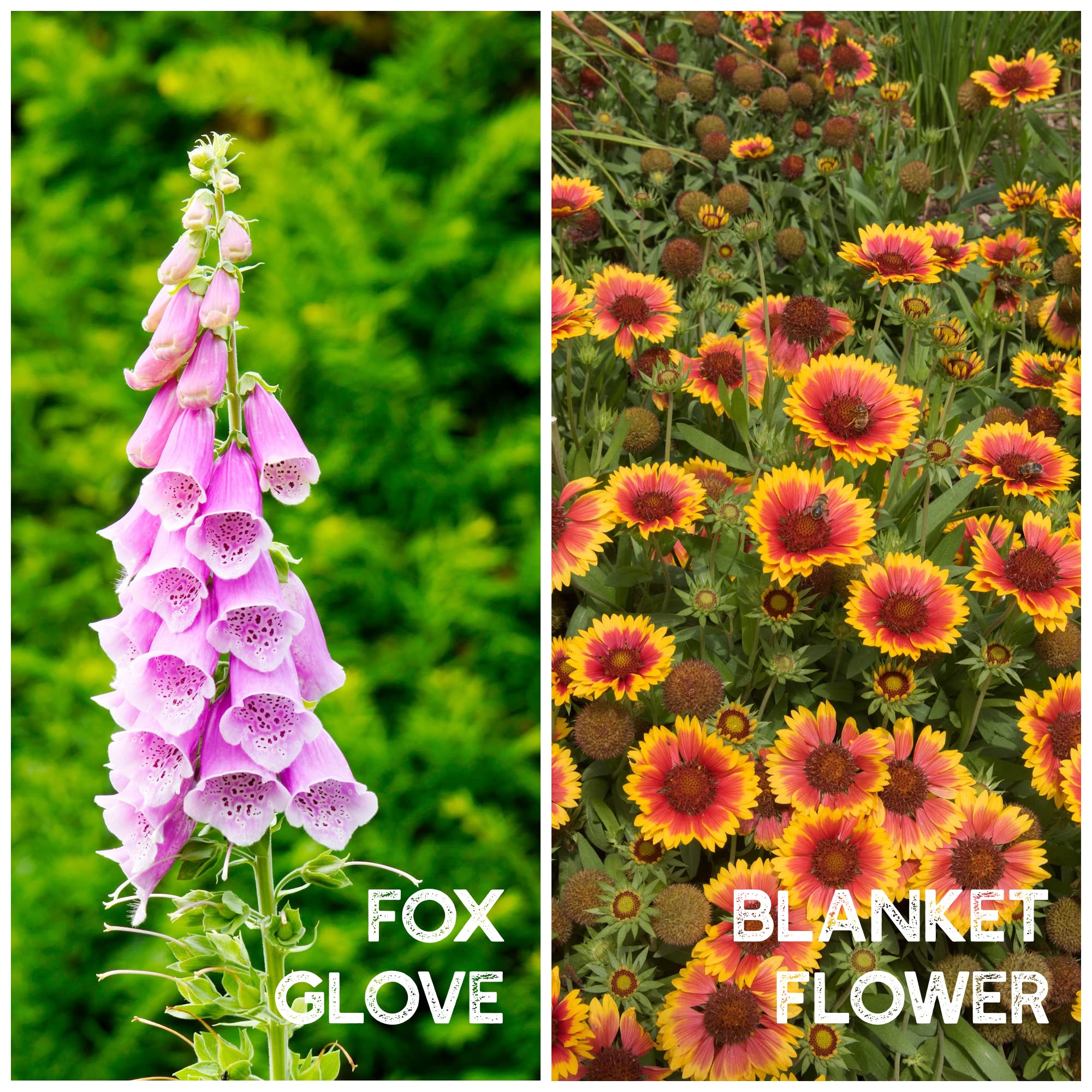 Amazon.com : Wildflower Seeds Bulk - Meadow Wildflower Seed Mix, 5 Lbs  Bulk, Annual & Perennial Wildflowers Seeds for Planting, Wild Flower &  Grass Garden Mixture, Mountain Valley Seed Company : Patio,
