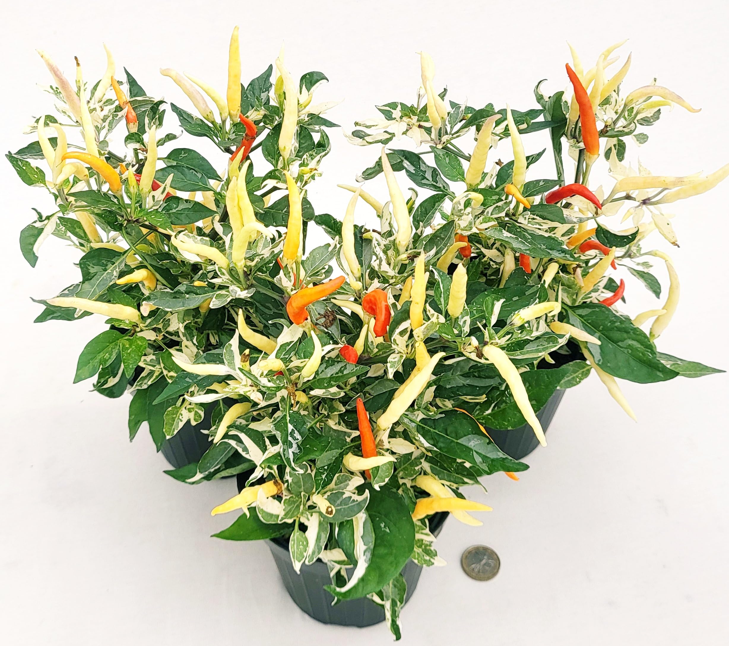 POWERS TO FLOWERS - PEPERONCINO PICCANTE ORNAMENTALE VARIEGATO. PEPERONCINO ROSSO, CAPSICUM. VASO 12CM, 3 PIANTE, piante vere