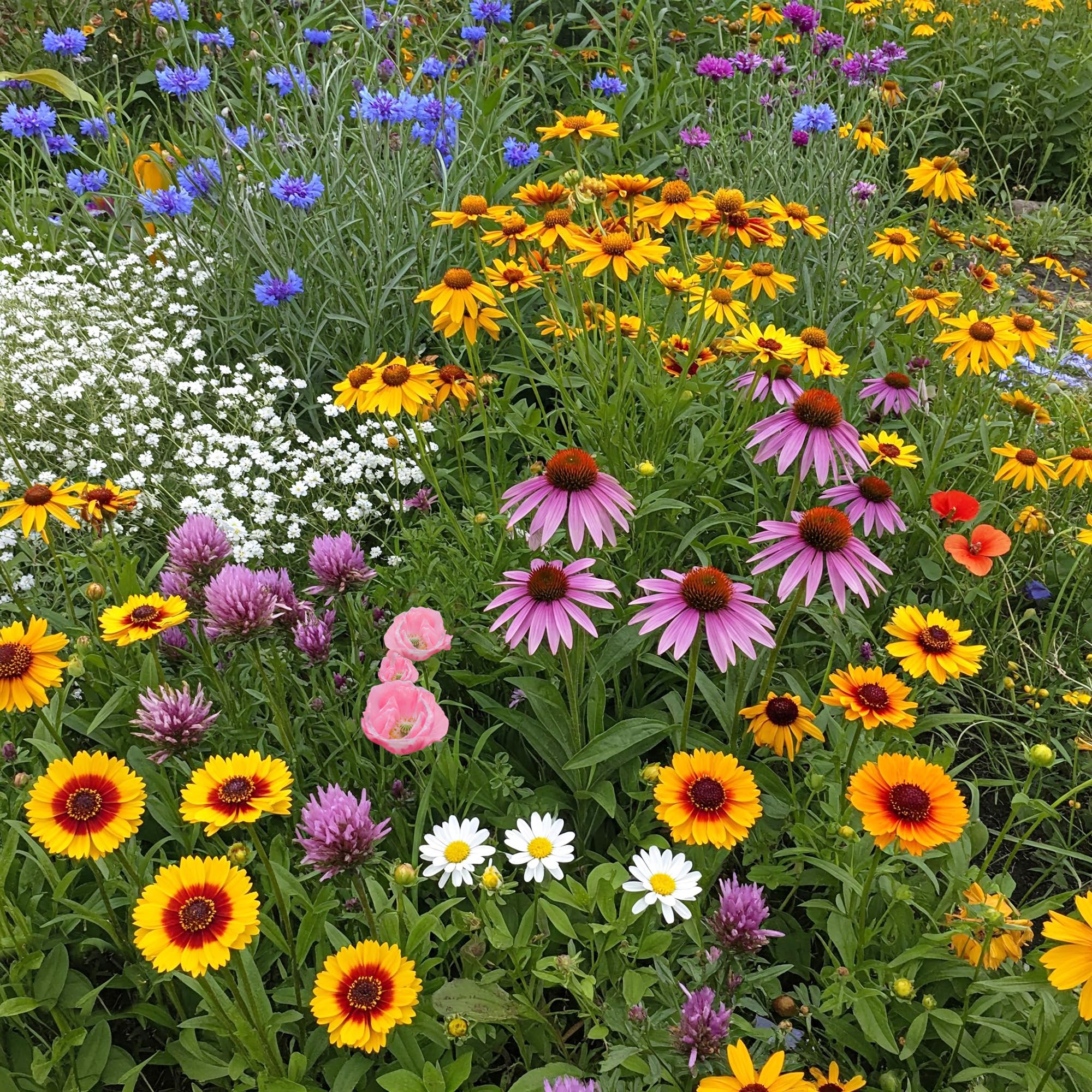 Ferry-Morse Midwest Bulk Wildflower Seeds, 390,000+, 1 lb